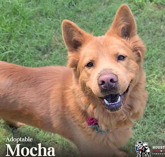 Photo of Mocha