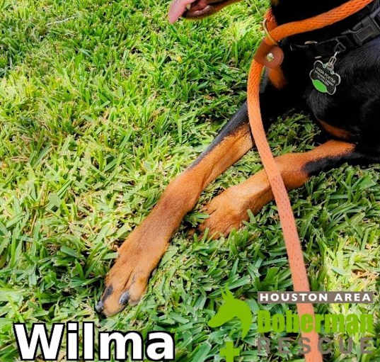 Photo of Wilma