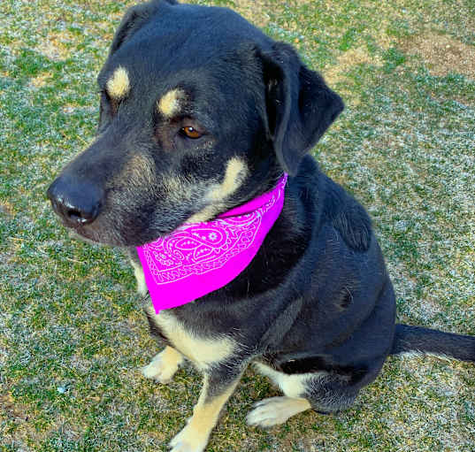 Photo of WILLOW