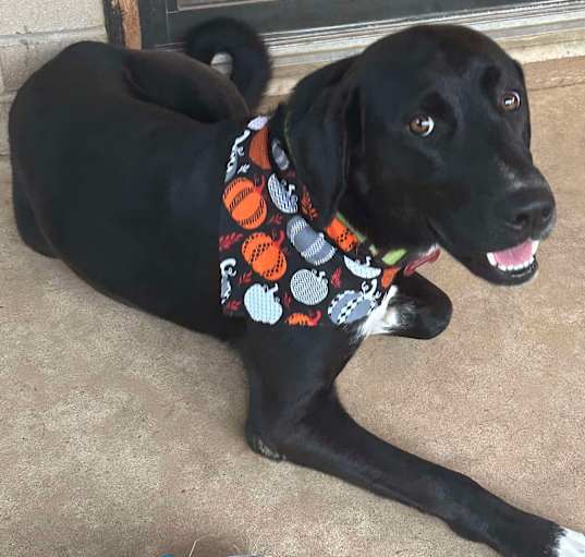 Photo of Buddy