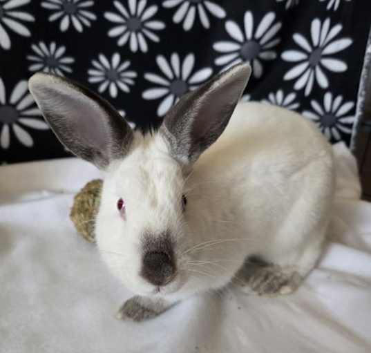 Photo of Agatha