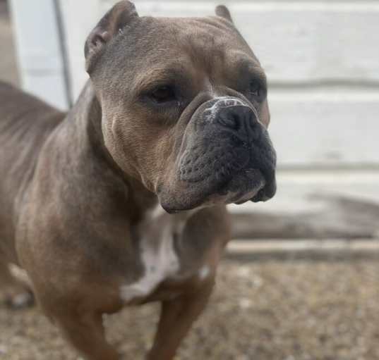 Photo of MORGAN