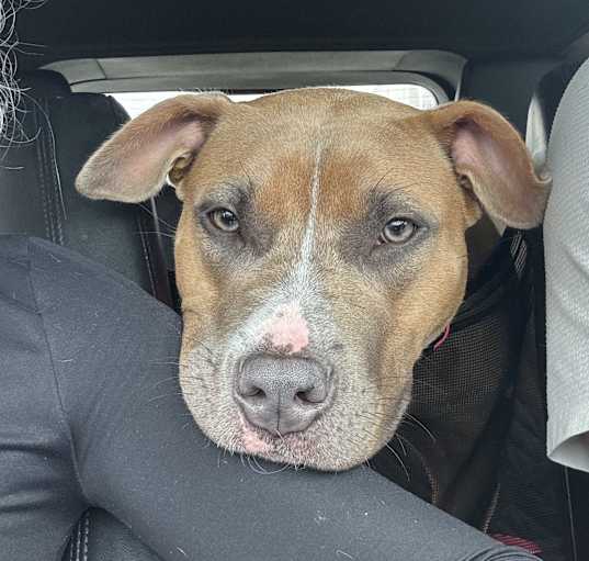 Photo of Molly-Courtesy Listing