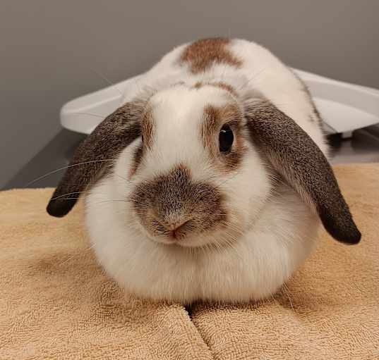 Photo of Twinkle