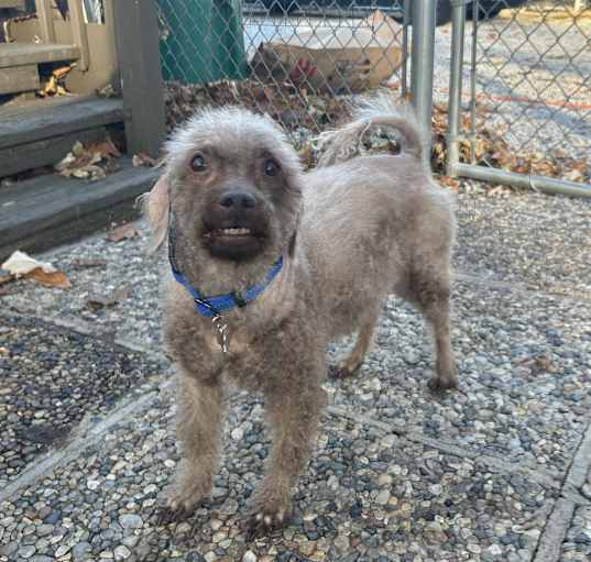 Photo of Ziggy 9yr