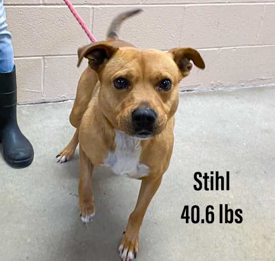 Photo of Stihl
