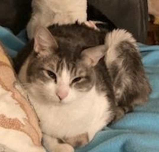 Photo of Ewok and Arlo