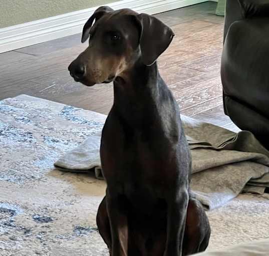 Photo of Ripley