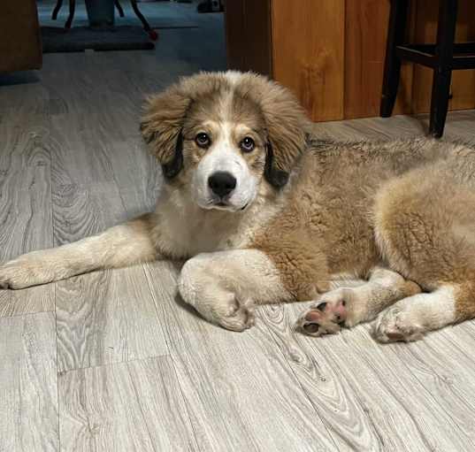 Photo of Hudson  ADOPTED