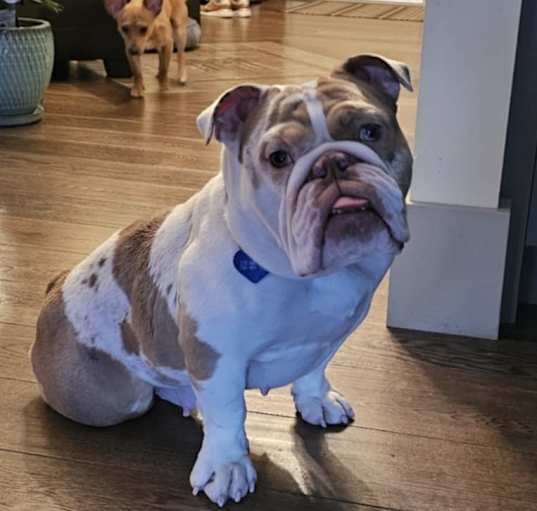 Photo of Bella