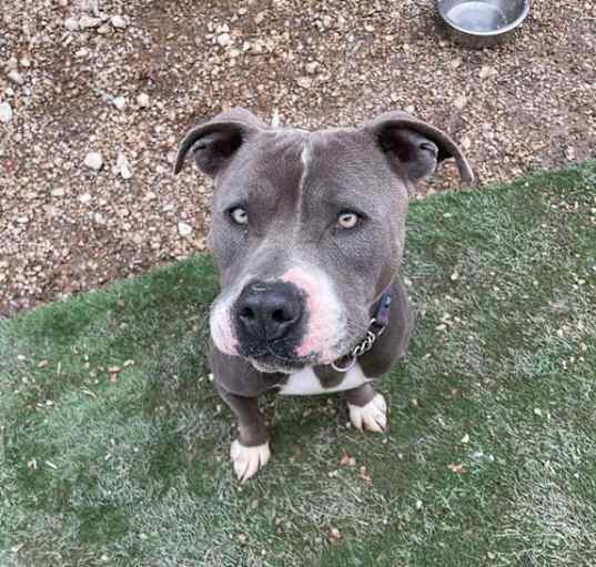 Photo of Mutt