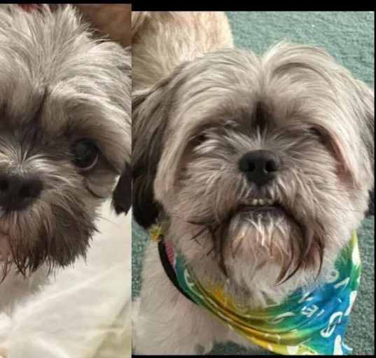 Photo of Mama Coco  and Papa BONDED PAIR  must stay together