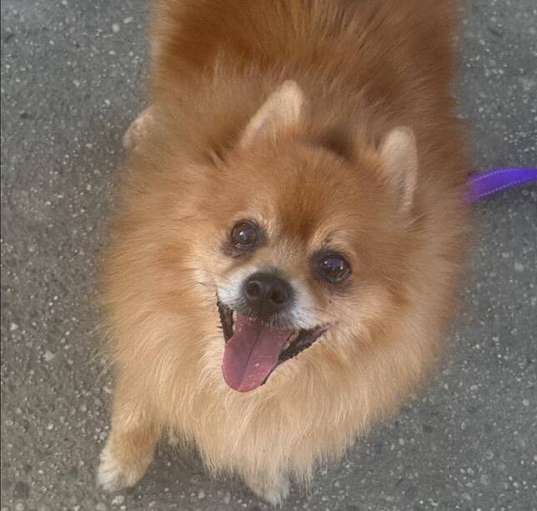 Photo of Riley