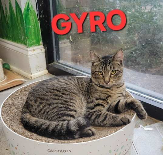 Photo of Gyro