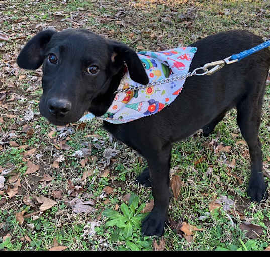 Photo of Lucky