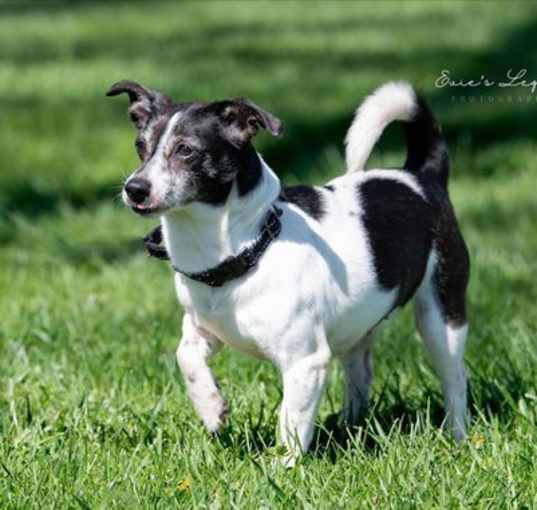 Photo of Daisy (aka Dukes)