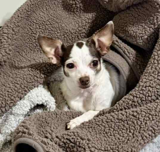 Photo of Boo Boo