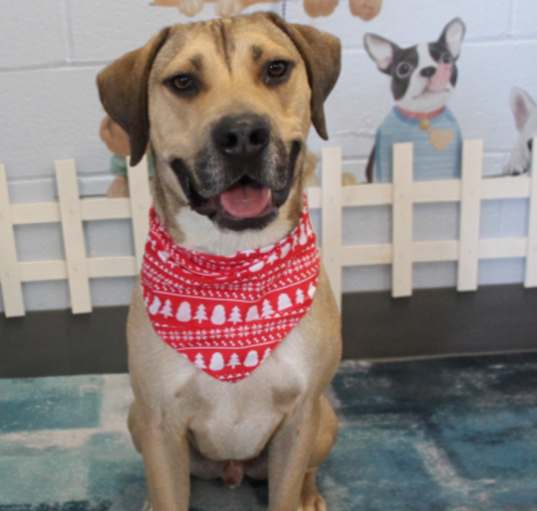 Photo of Moose Urgent