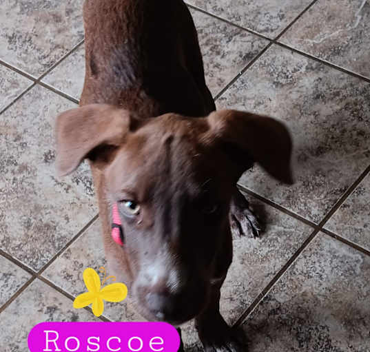 Photo of Roscoe