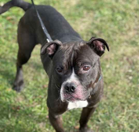 Photo of Stubby