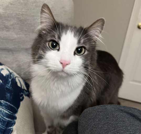 Photo of Bits AKA "Chonkers"