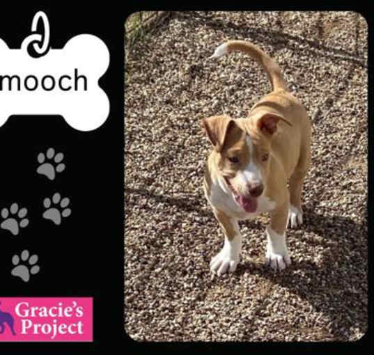 Photo of Smooch