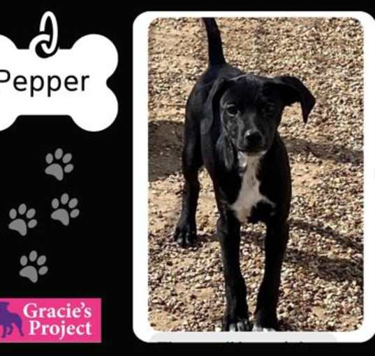 Photo of Pepper