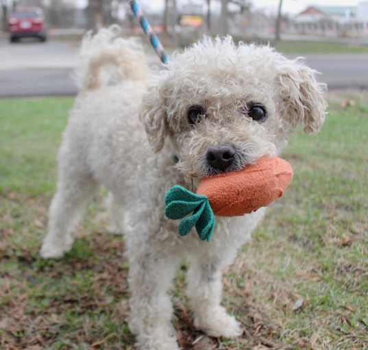 Photo of Benji