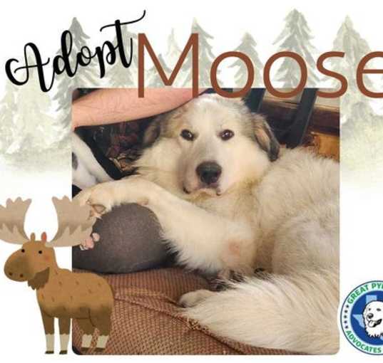 Photo of Moose