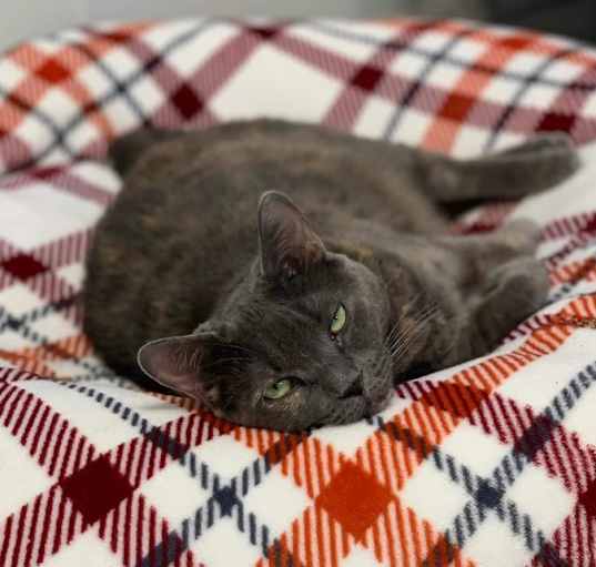 Photo of Strawberry