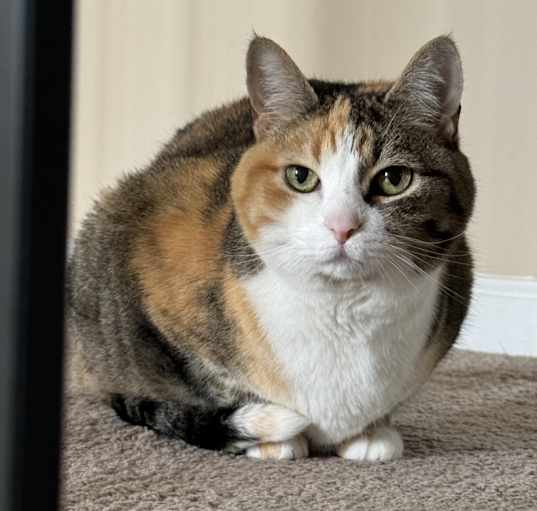 Photo of Bailey