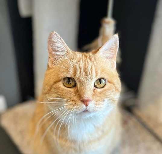 Photo of Sweet Potato