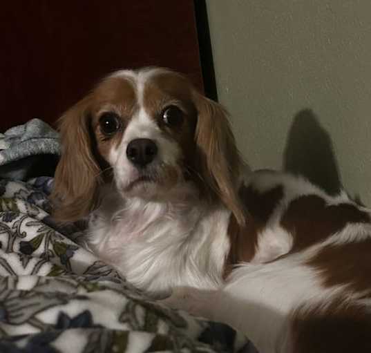 Photo of Ruby