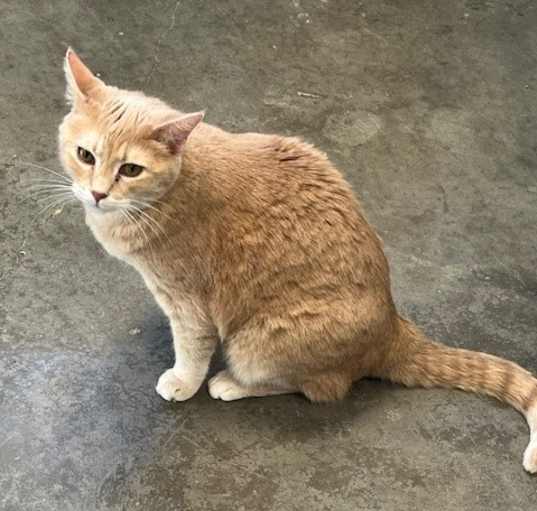Photo of Tango
