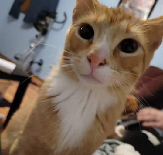 Photo of Rusty