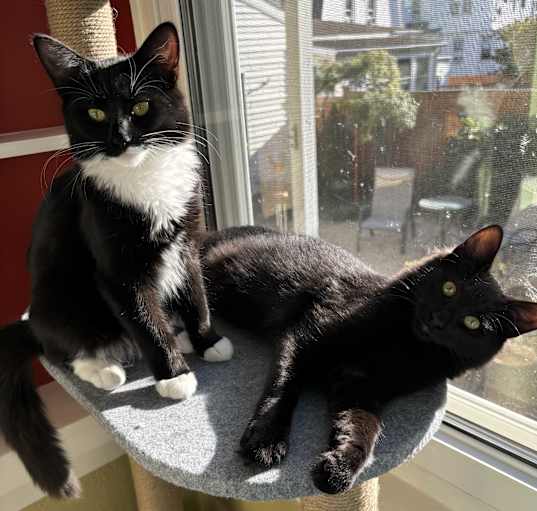 Photo of Luna & Loki - Courtesy