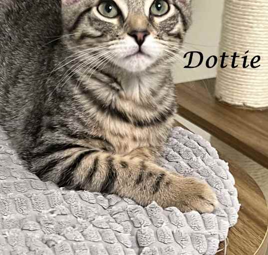 Photo of DOTTIE