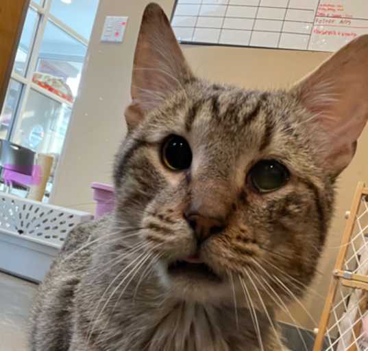 Photo of Toph (adopted)