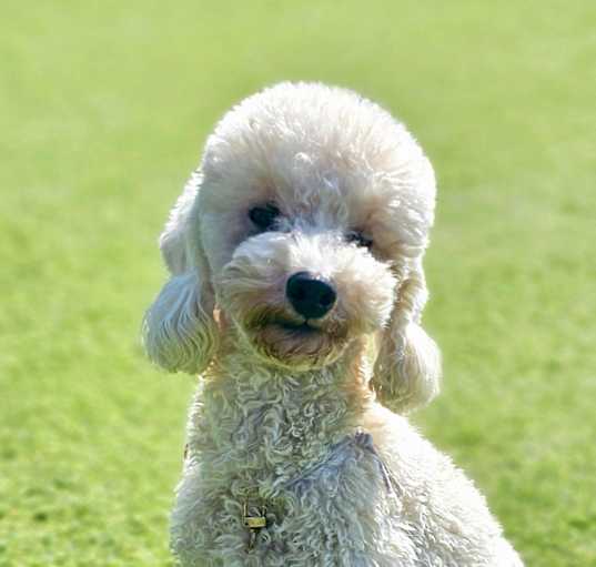 Photo of Inez
