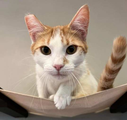 Photo of Petey