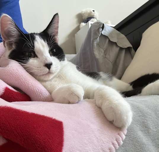 Photo of Oreo