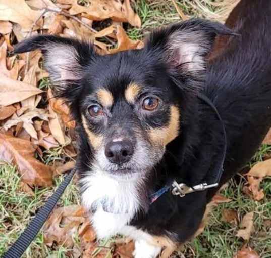 Photo of Champ