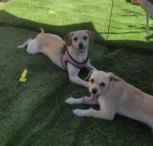 Photo of Daisy & Perla