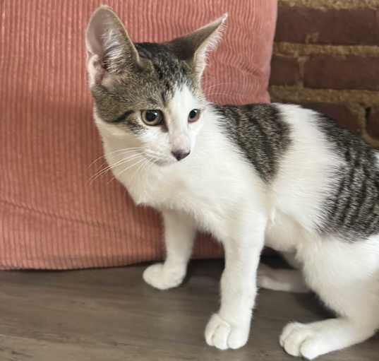 Photo of Kit