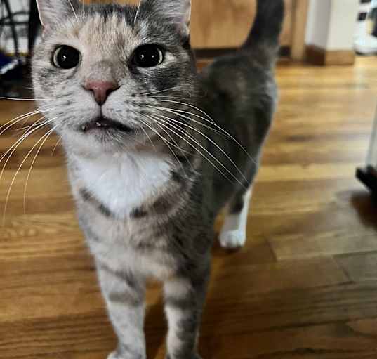 Photo of Ginger