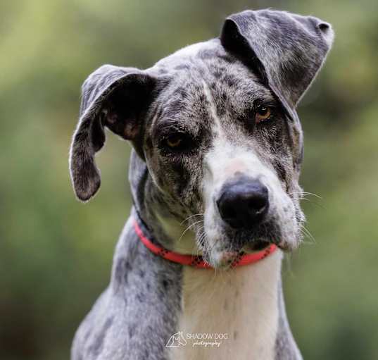 Photo of Nala