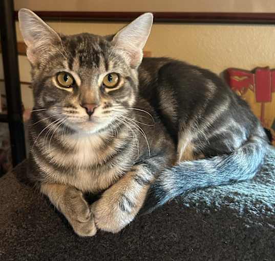Photo of Shirley's Kittens