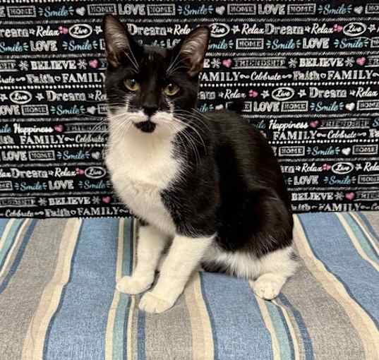 Photo of Chestnut