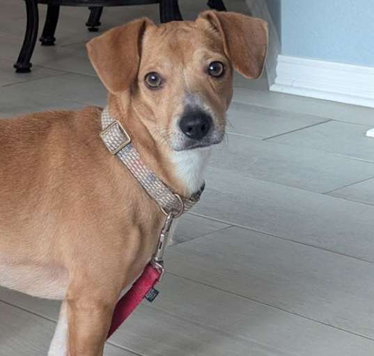 Photo of Mojo