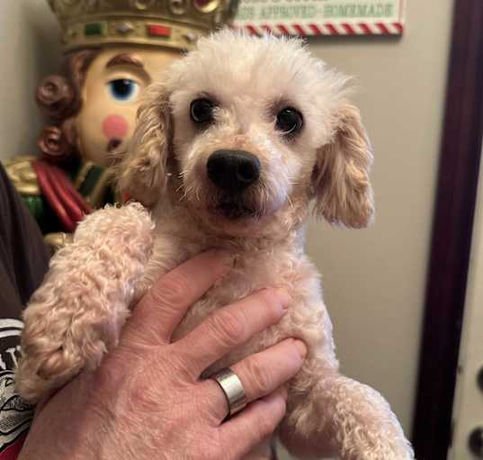 Photo of Curly